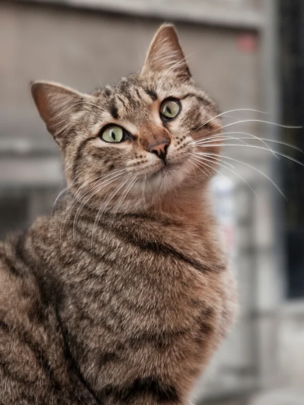 The famous cats of Istanbul